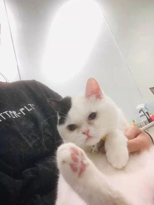 娱乐吃瓜酱猫传腹