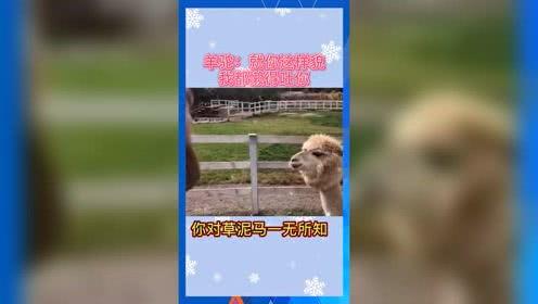 娱乐吃瓜的ai